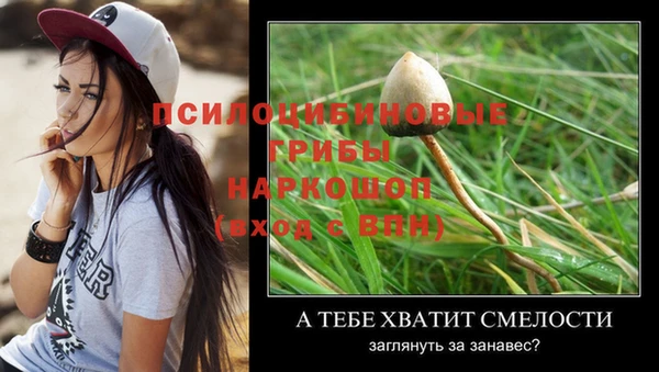 прущие грибы Вязьма